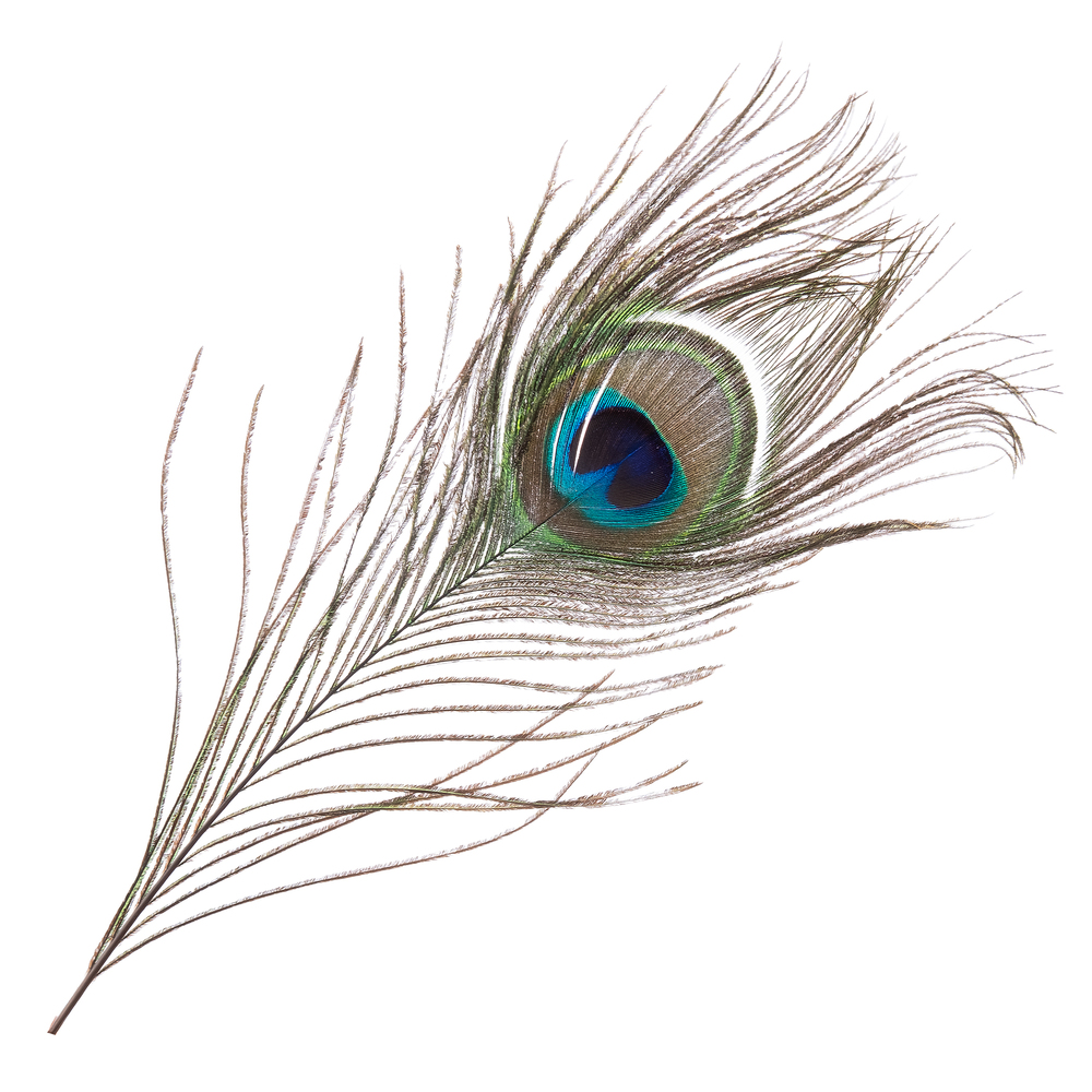 Перо павлина декоративное, 25-30 см, набор (5 шт) Темно-зеленый