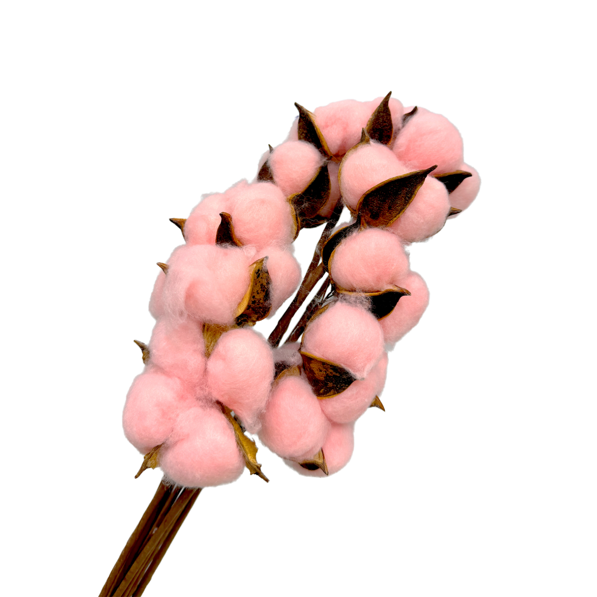 Сухоцветы "Хлопок", H30-40 см, набор (10 шт) Розовый