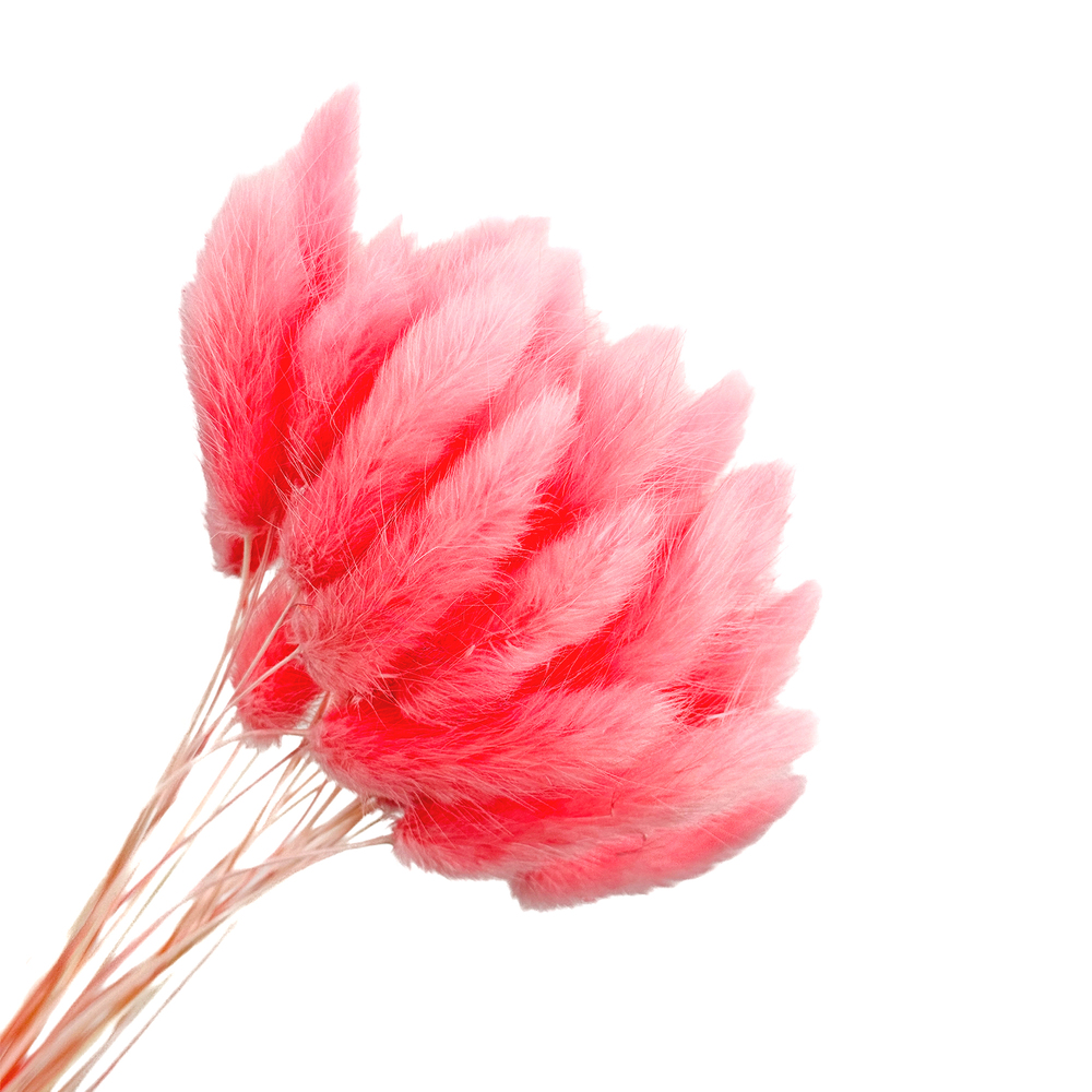 Сухоцветы "Лагурус", H50-60 см, набор (30 шт) Розовый