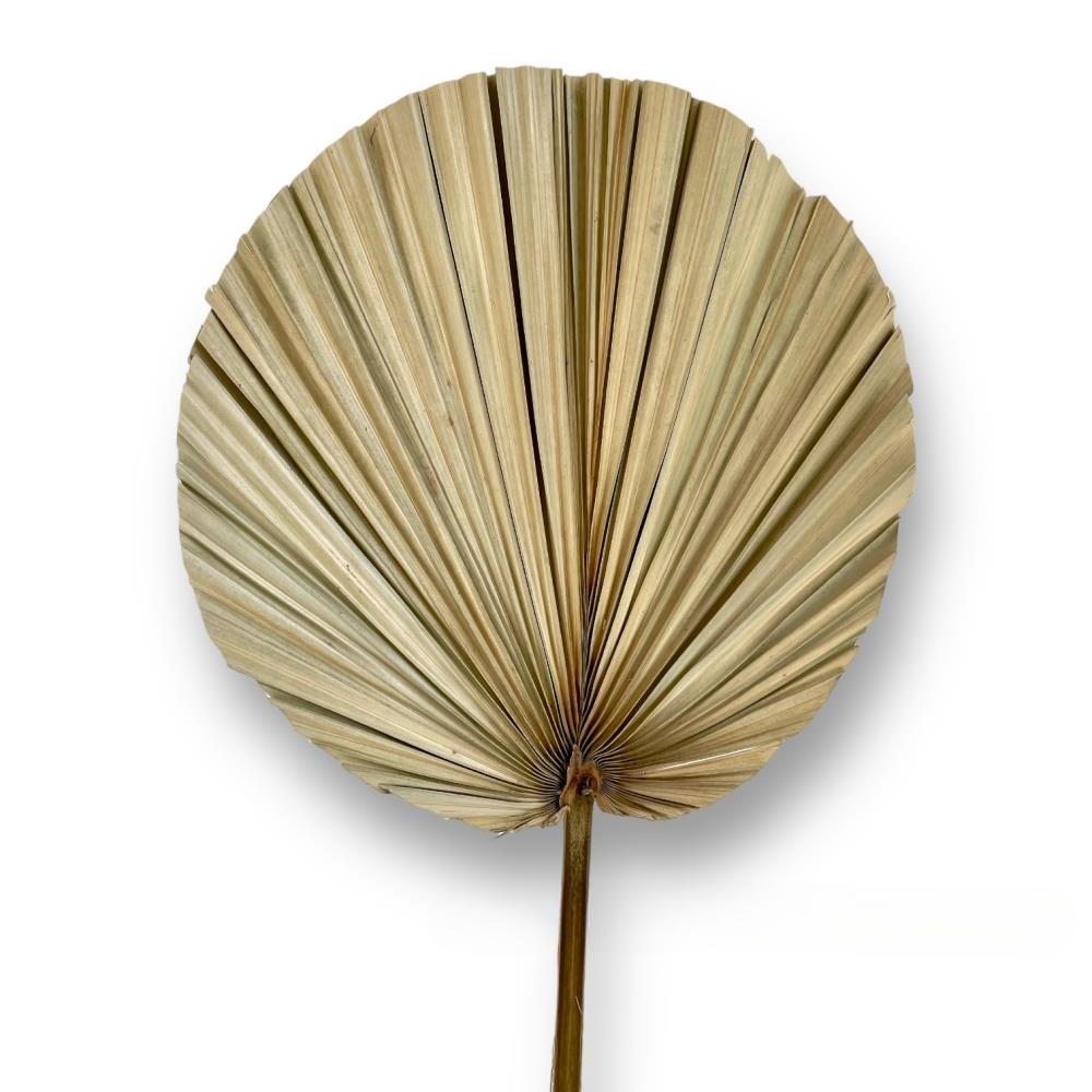 Сухоцветы "Пальмовый лист", H60 см Натуральный