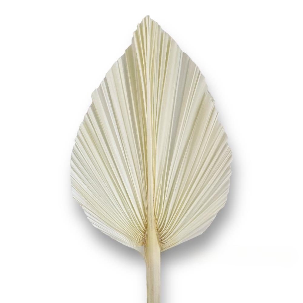 Сухоцветы "Пальмовый лист", H60 см Белый