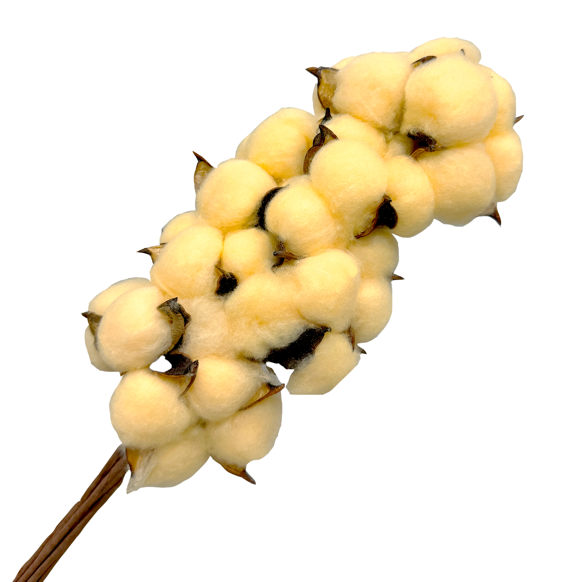 Сухоцветы "Хлопок", H30-40 см, набор (10 шт) Персиковый