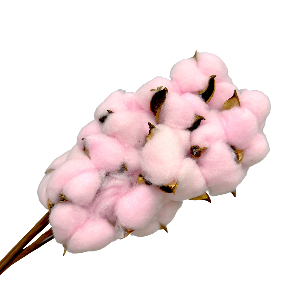 Сухоцветы "Хлопок", H30-40 см, набор (10 шт) Светло-розовый