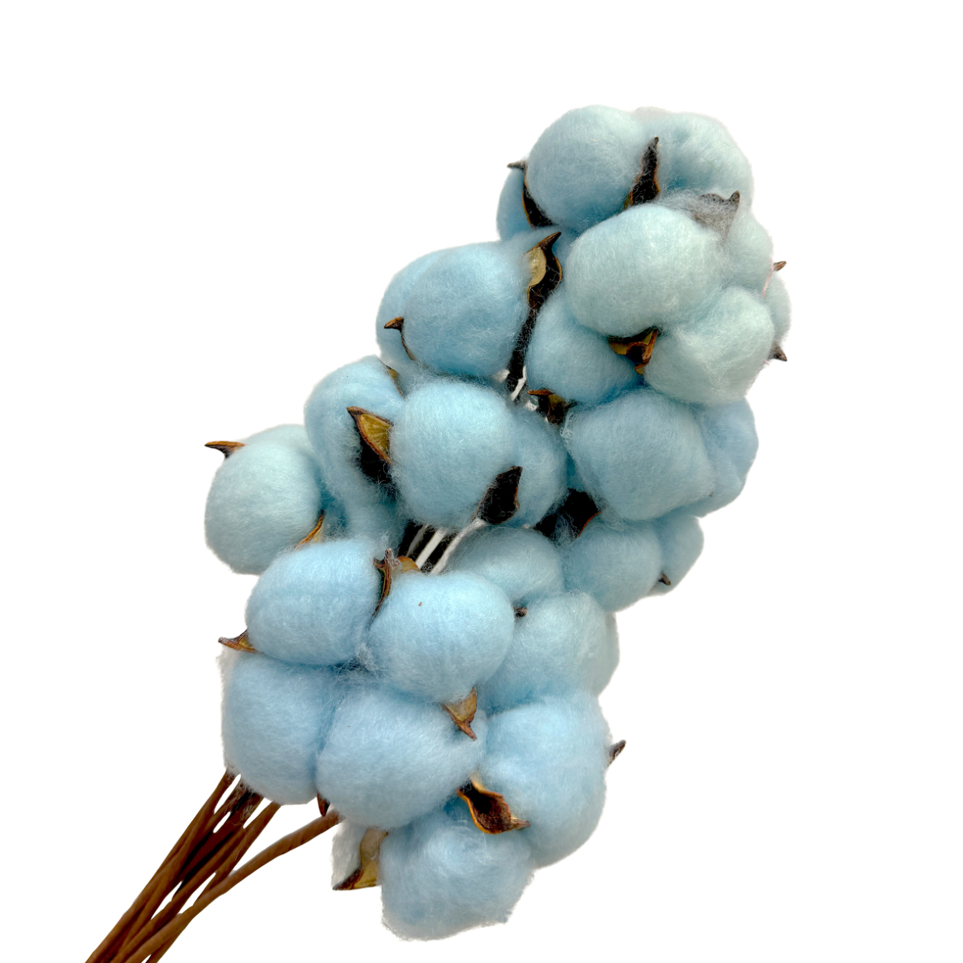 Сухоцветы "Хлопок", H30-40 см, набор (10 шт) Голубой