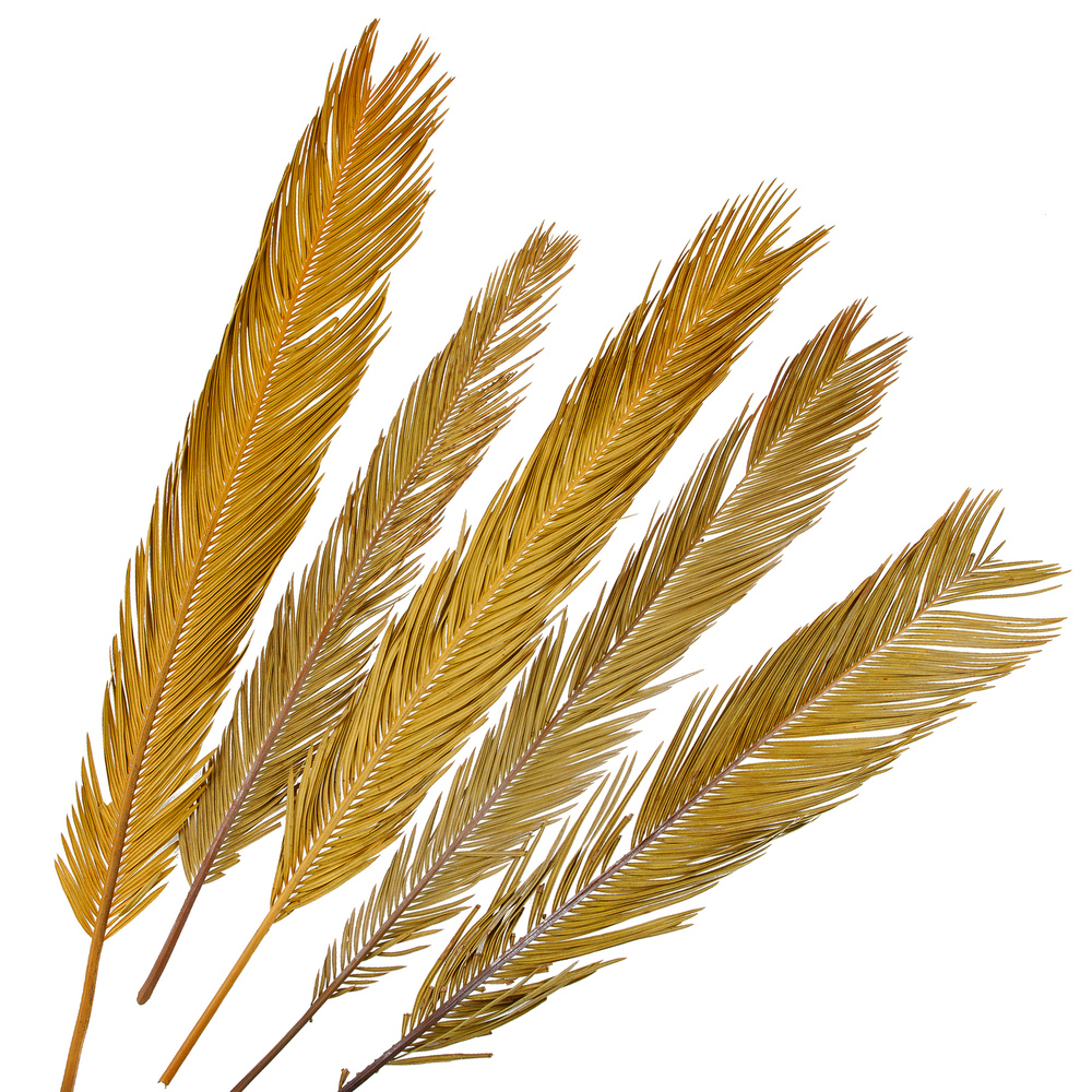 Сухоцветы "Пальмовый лист", H80 см, набор (5 шт) Натуральный