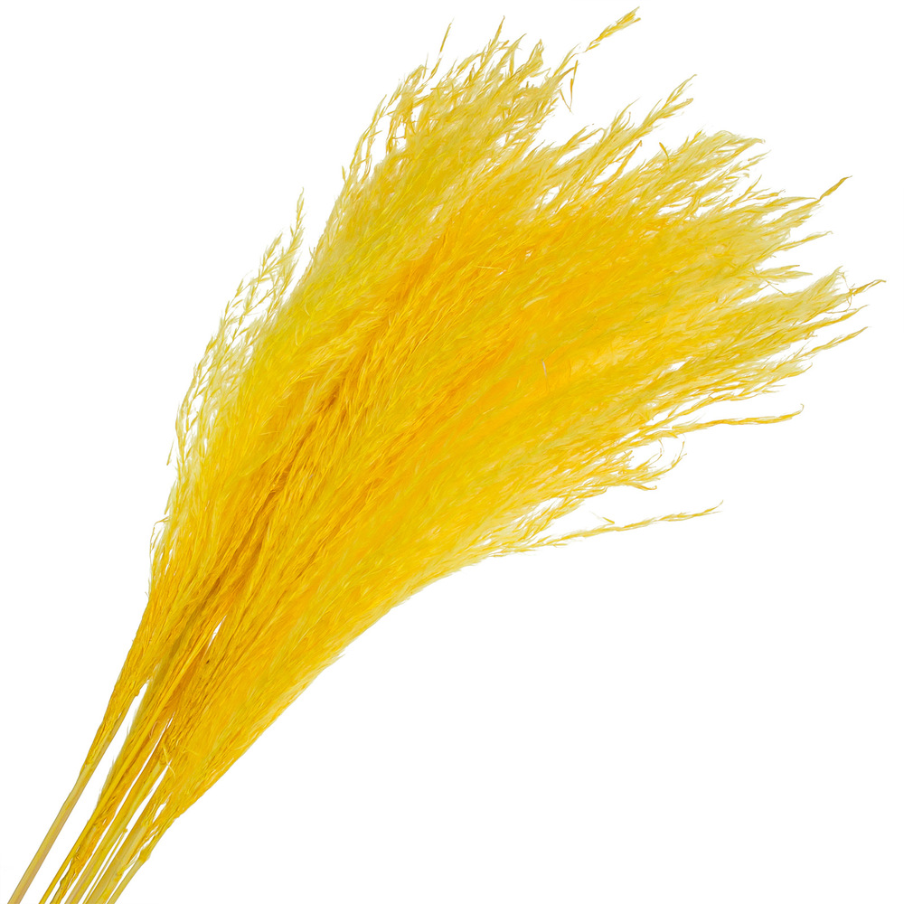 Сухоцветы "Ковыль", H60 см, набор (10 шт) Желтый