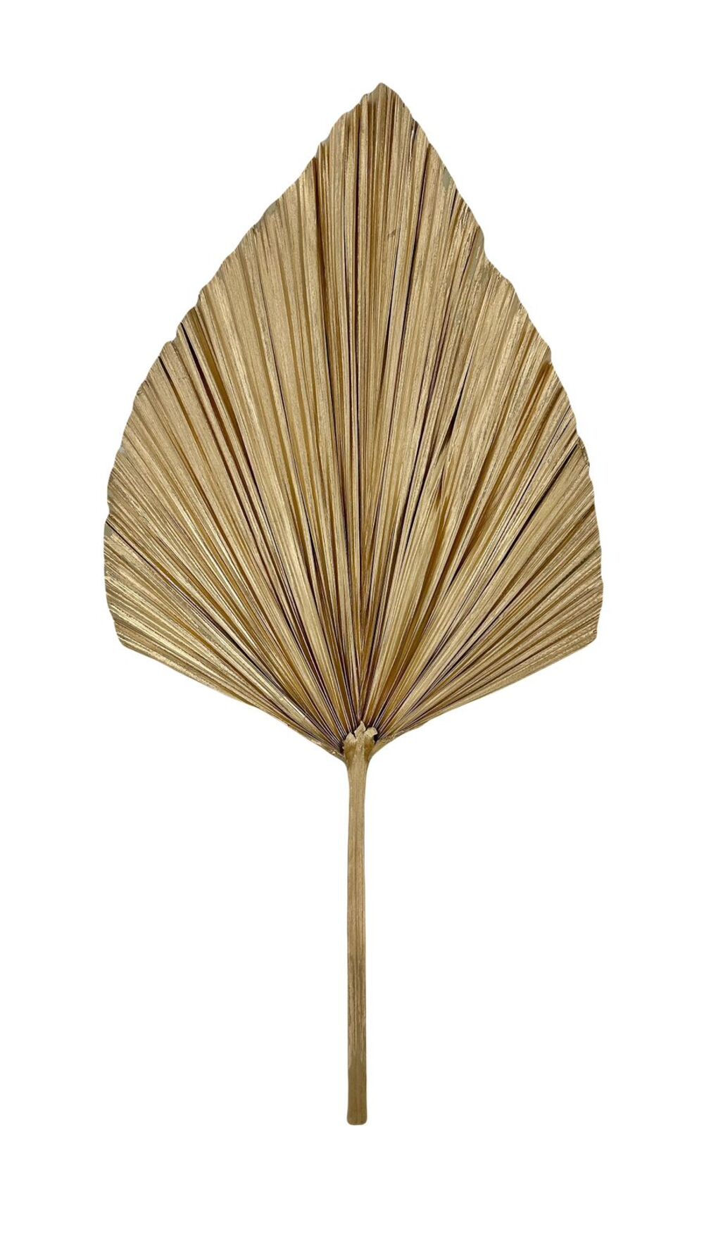 Сухоцветы "Пальмовый лист", H60 см В ассортименте