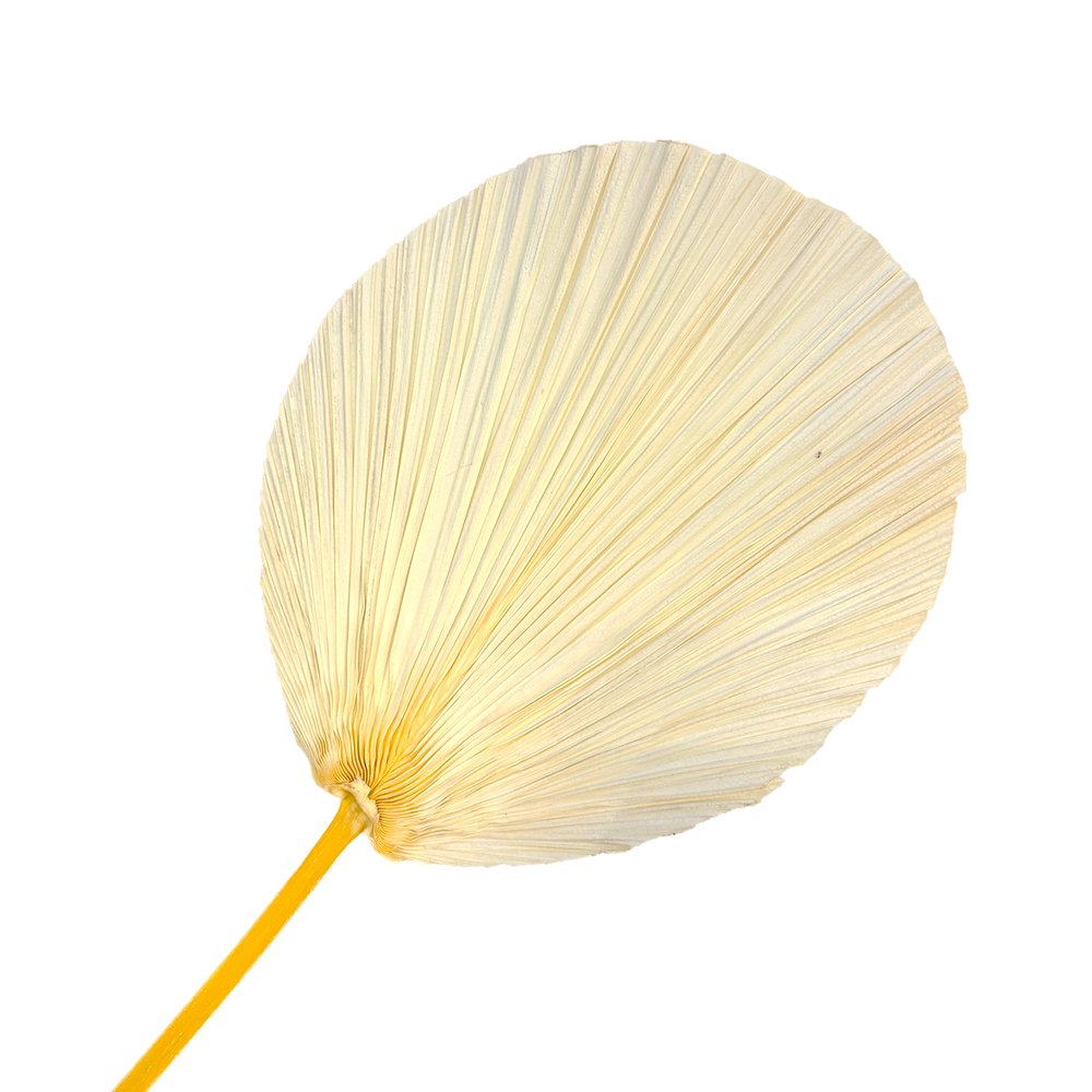 Сухоцветы "Пальмовый лист", H60 см Белый