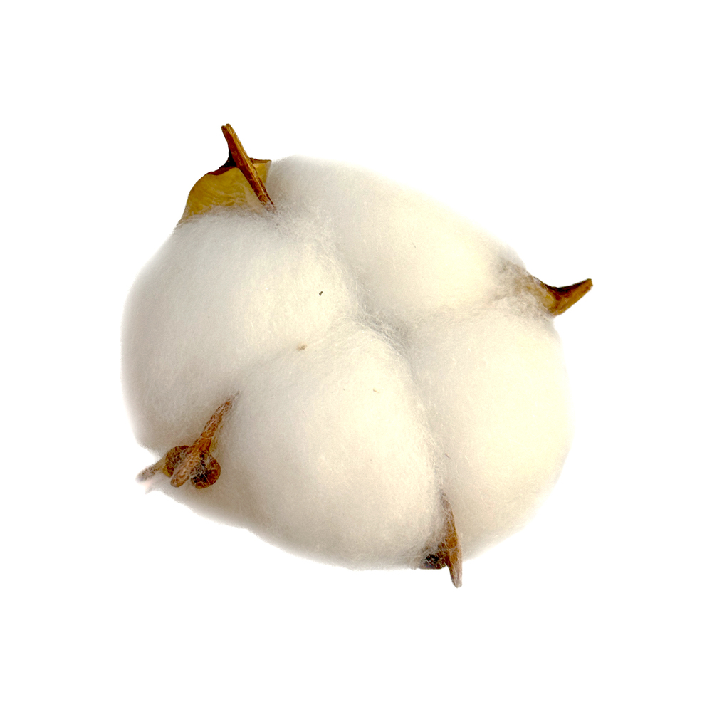 Сухоцветы "Хлопок", набор (20 шт) Белый