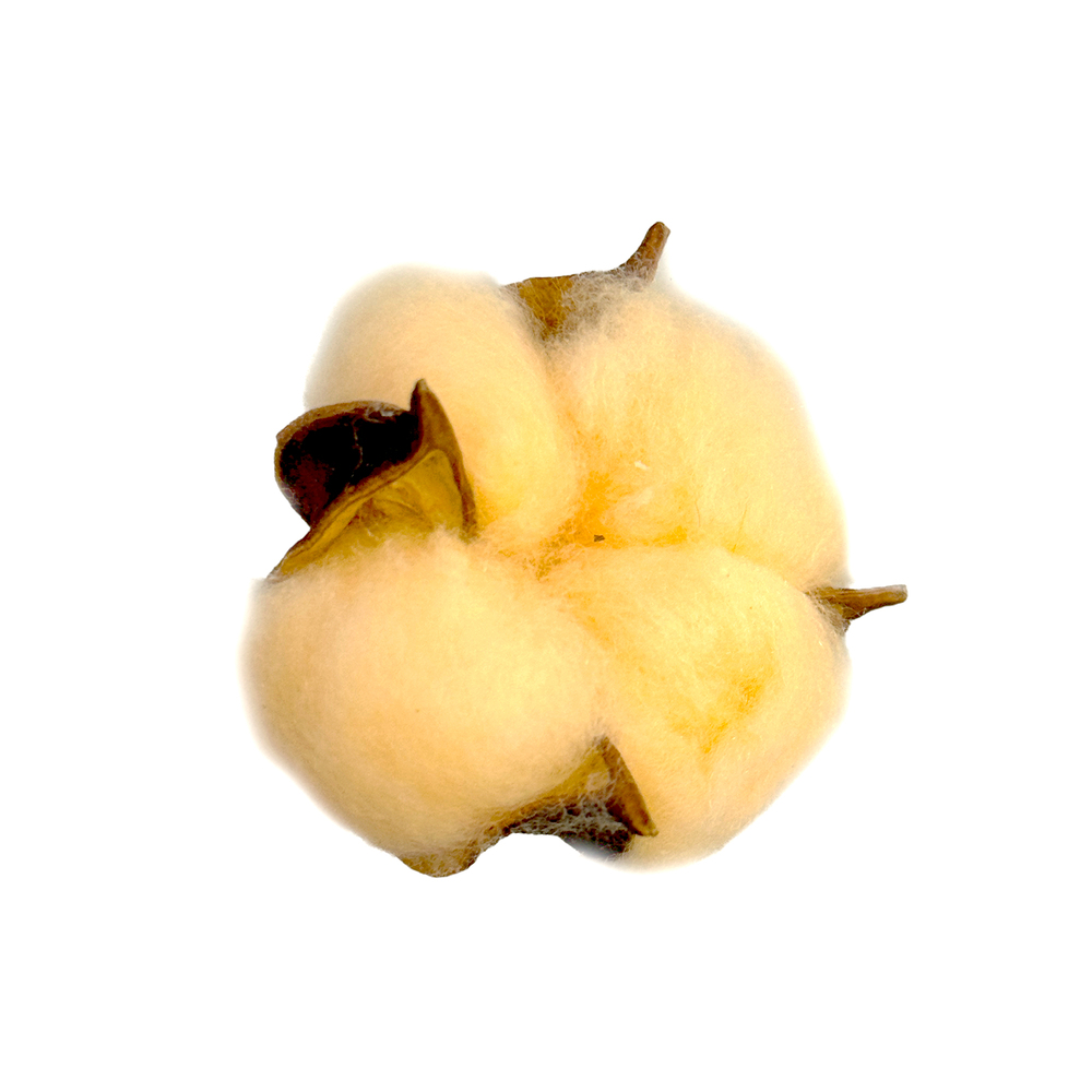 Сухоцветы "Хлопок", набор (20 шт) Кремовый