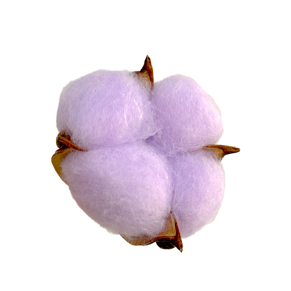 Сухоцветы "Хлопок", набор (20 шт) Лиловый