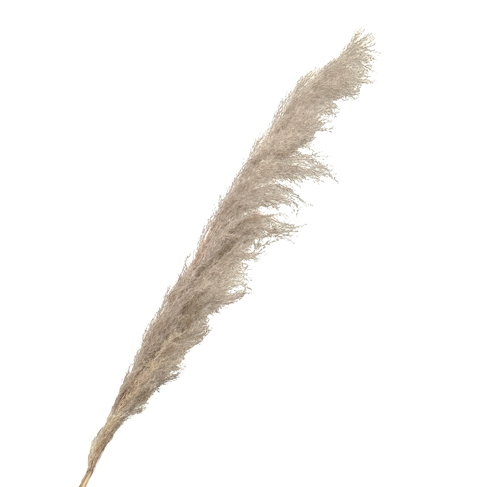 Трава пампасная, H140 см Натуральный