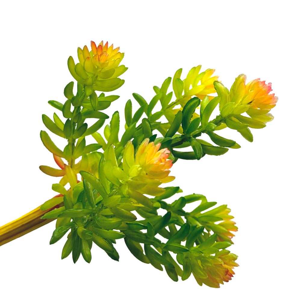 Растение искусственное "Суккулент", H14,5 см Зеленый