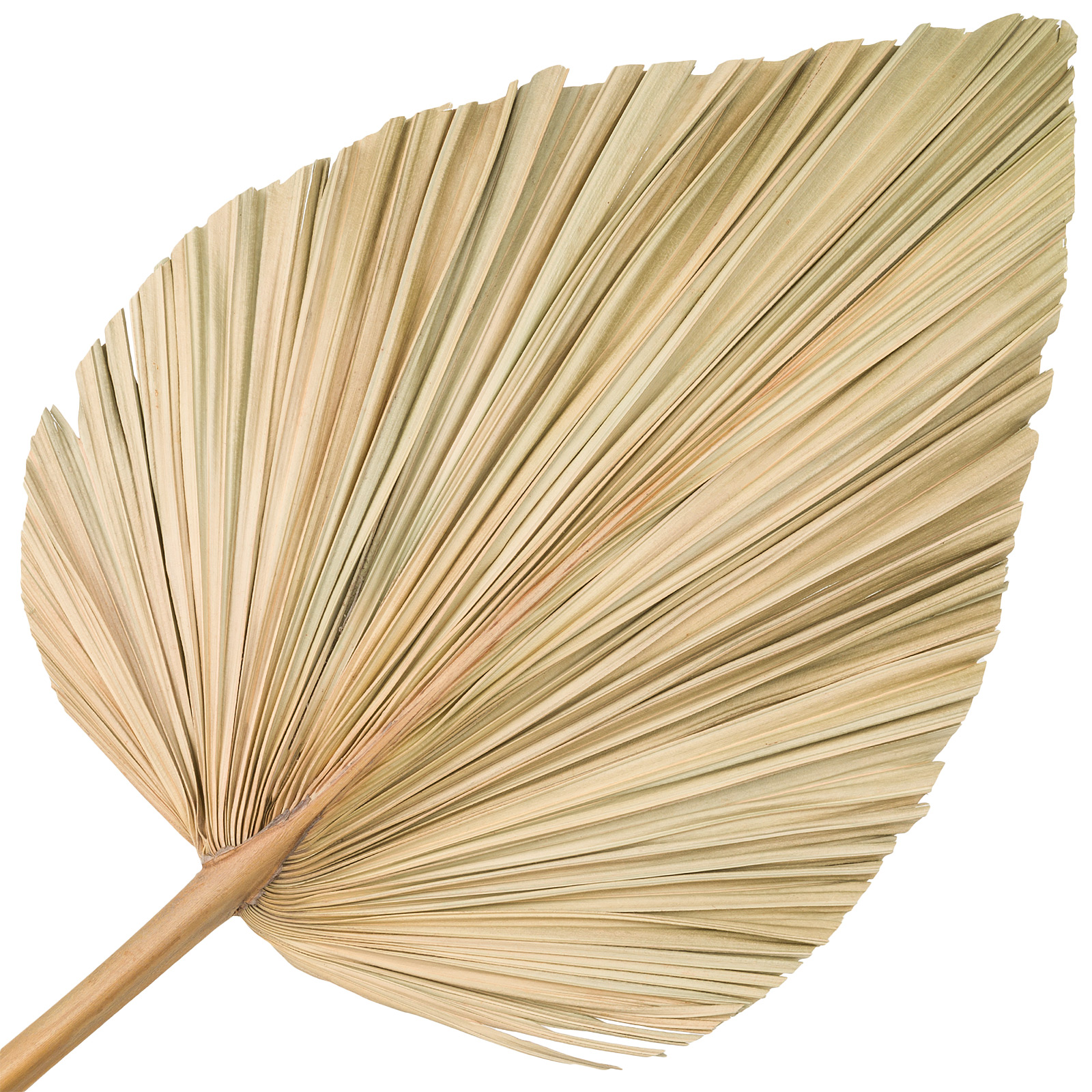 Сухоцветы "Пальмовый лист", H60 см Натуральный