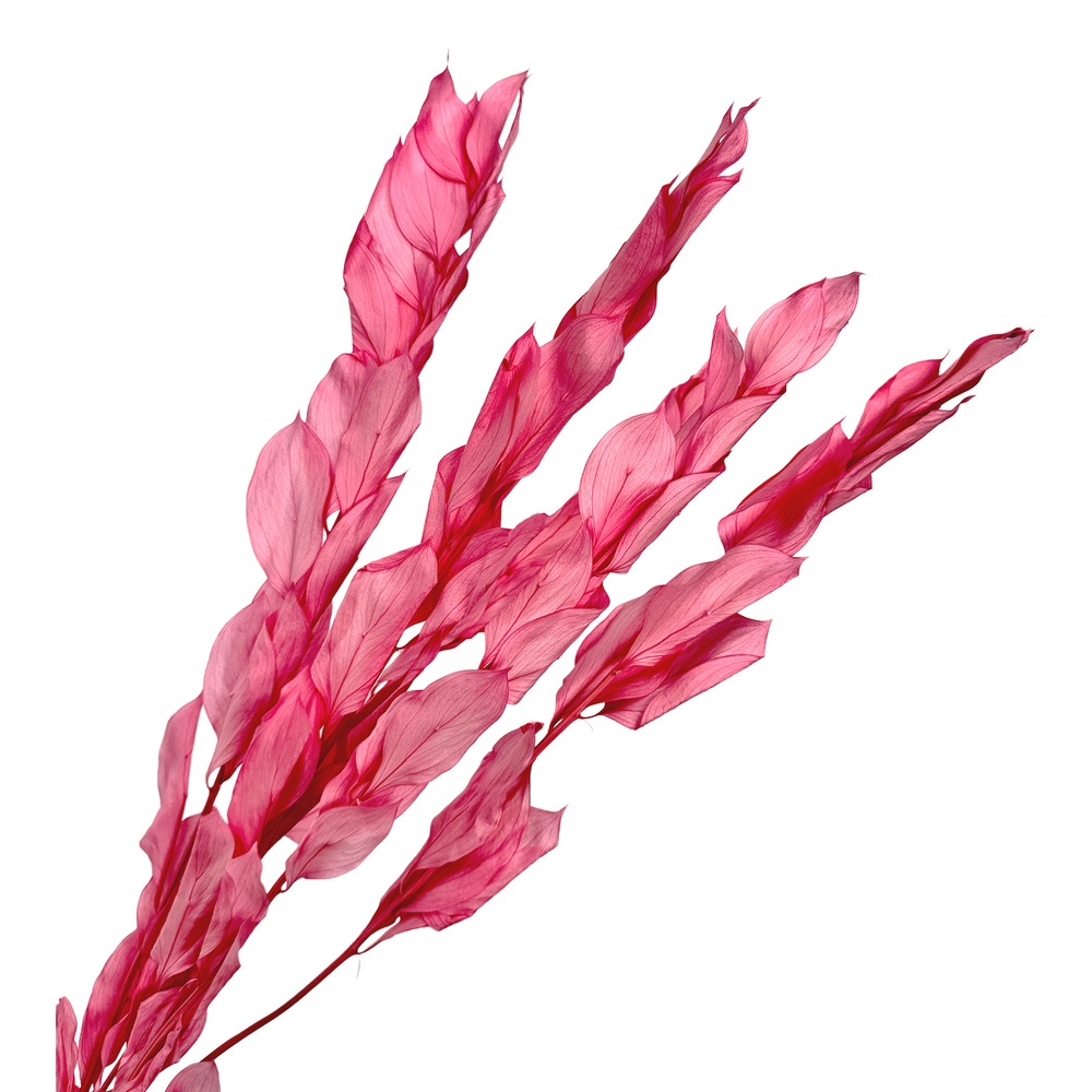 Сухоцветы "Рускус", H50 см, набор (5 шт) Светло-розовый