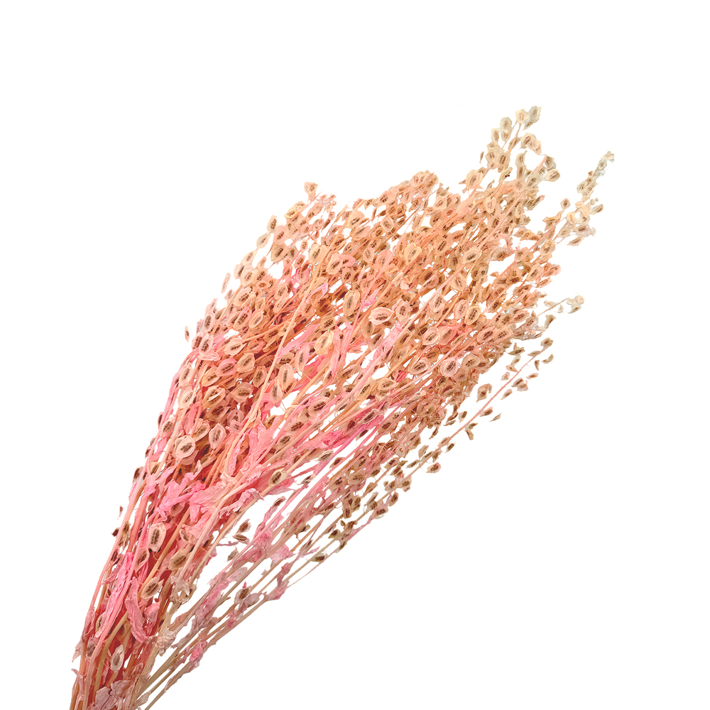 Сухоцветы "Тласпи", H70 см, 80 г Персиковый