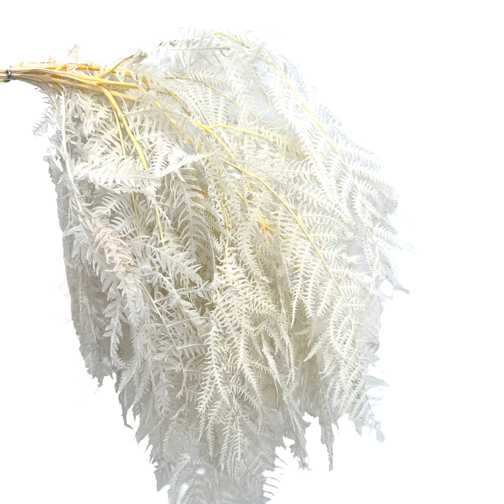 Сухоцветы стабилизированные "Папоротник", H45 см, набор (10 шт) Белый