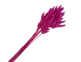 Сухоцветы "Лагурус", H55 см, набор (60 шт) Малиновый