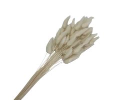 Сухоцветы "Лагурус", H55 см, набор (60 шт) Белый