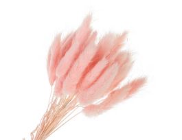 Сухоцветы "Лагурус", H55 см, набор (60 шт) Розовый