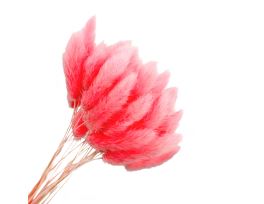 Сухоцветы "Лагурус", H55 см, набор (60 шт) Розовый