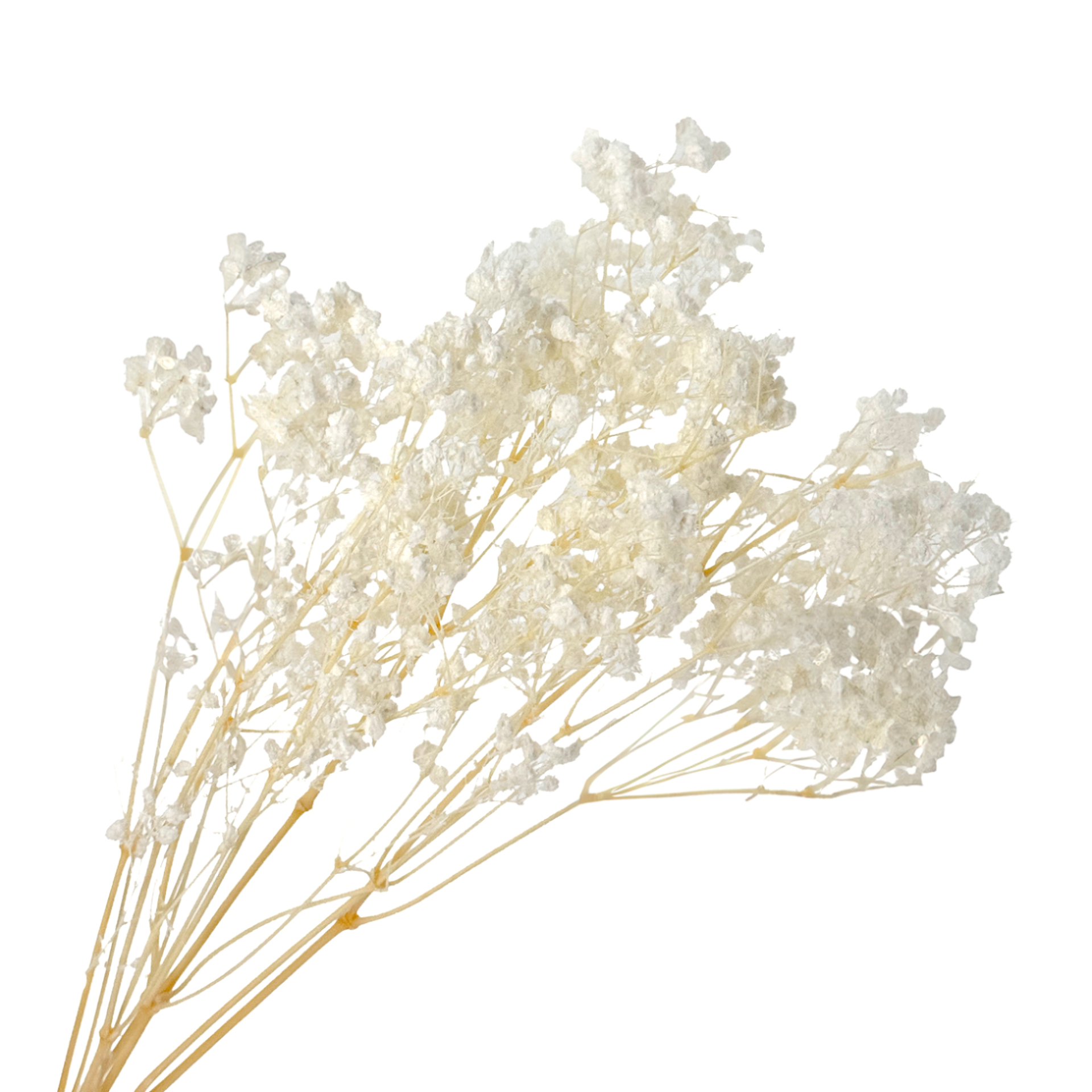 Сухоцветы стабилизированные "Гипсофила", H50-60 см, набор 50-60 гр Белый