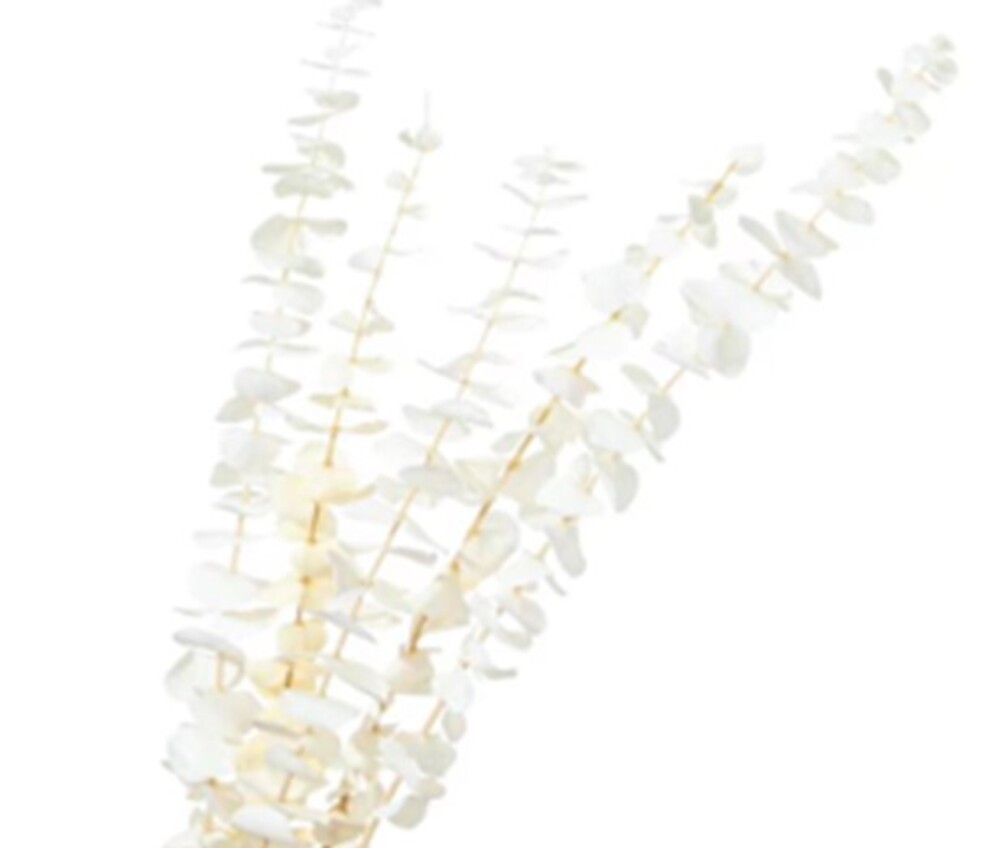 Сухоцветы стабилизированные "Эвкалипт", H65-70 см, набор (5 шт) Белый