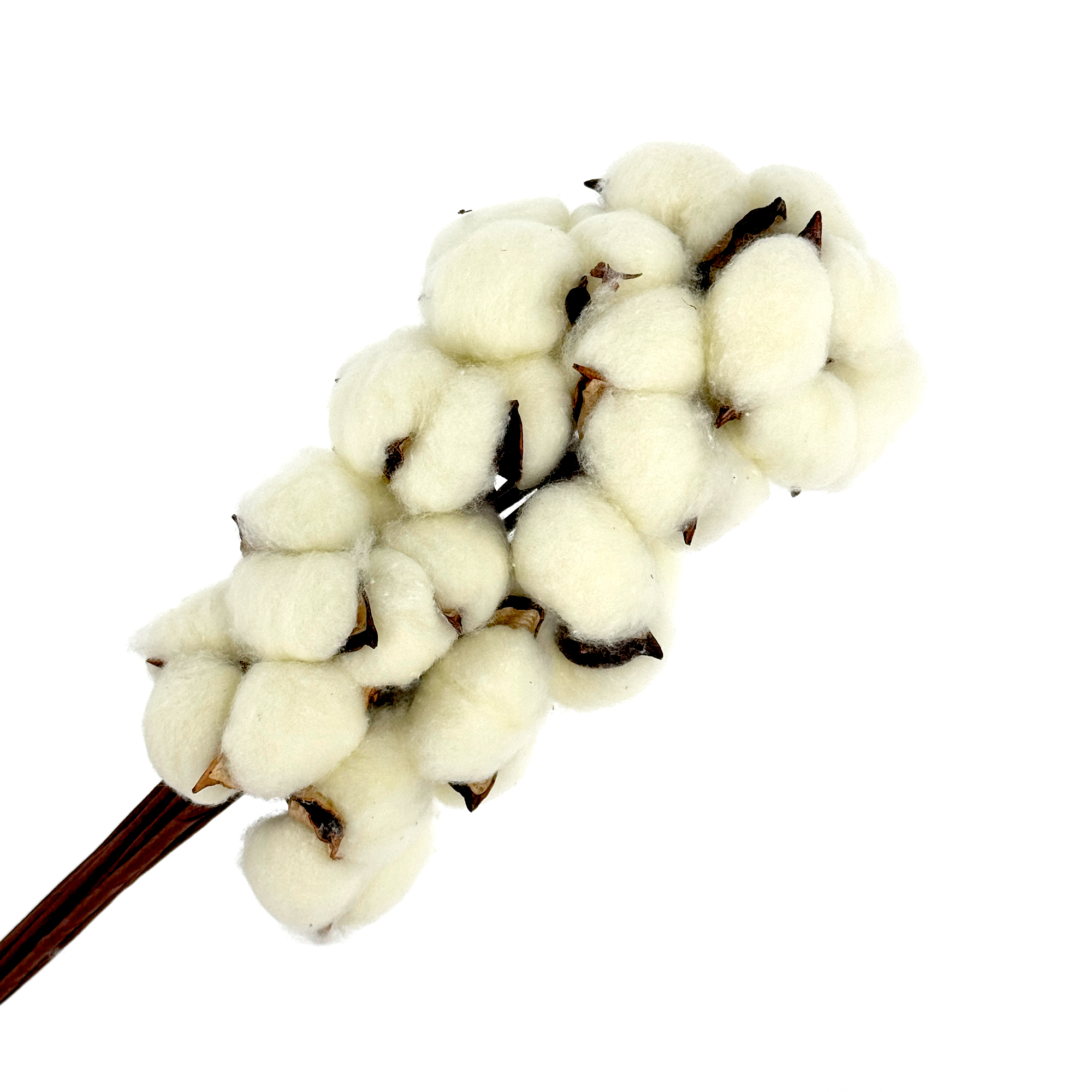 Сухоцветы "Хлопок", H40-45 см, набор (10 шт) Кремовый