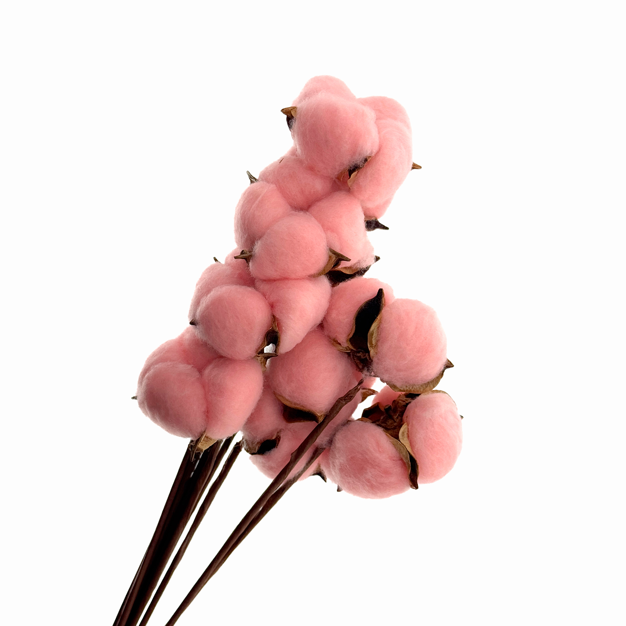 Сухоцветы "Хлопок", H40-45 см, набор (10 шт) Розовый