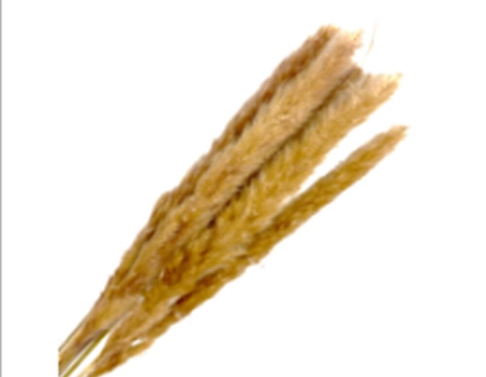 Трава пампасная, H55 см, набор (10 шт) Натуральный