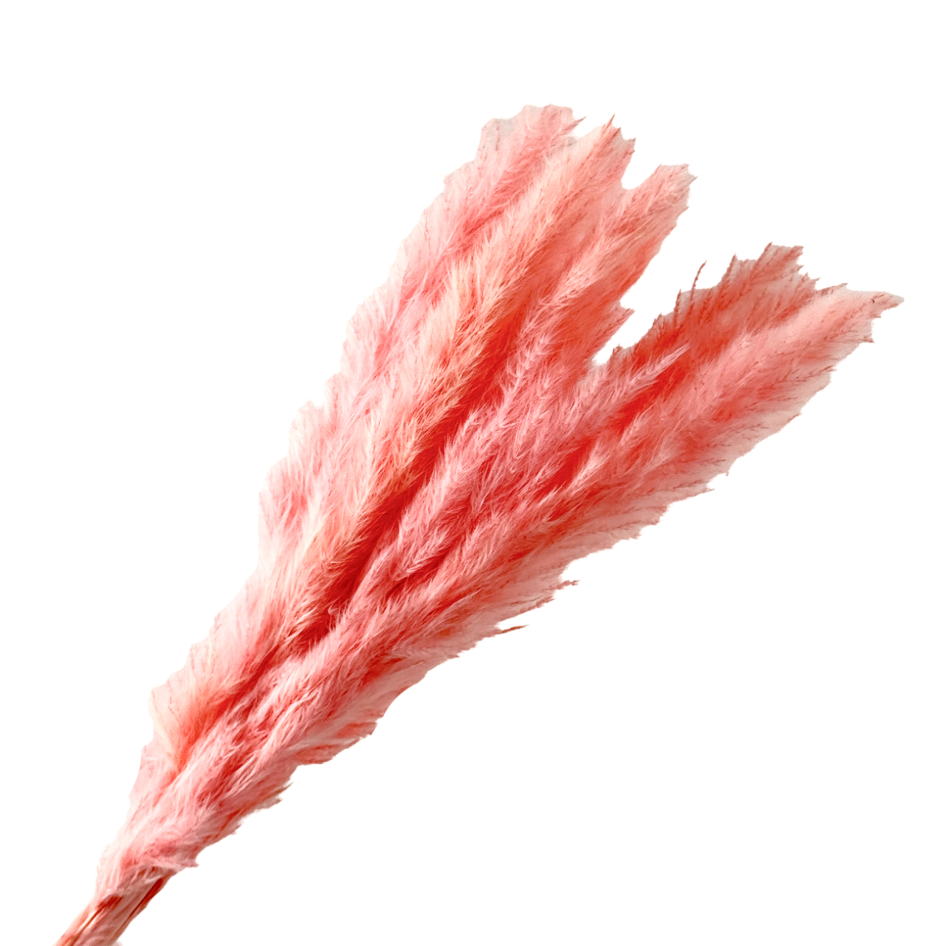 Трава пампасная, H55 см, набор (10 шт) Розовый