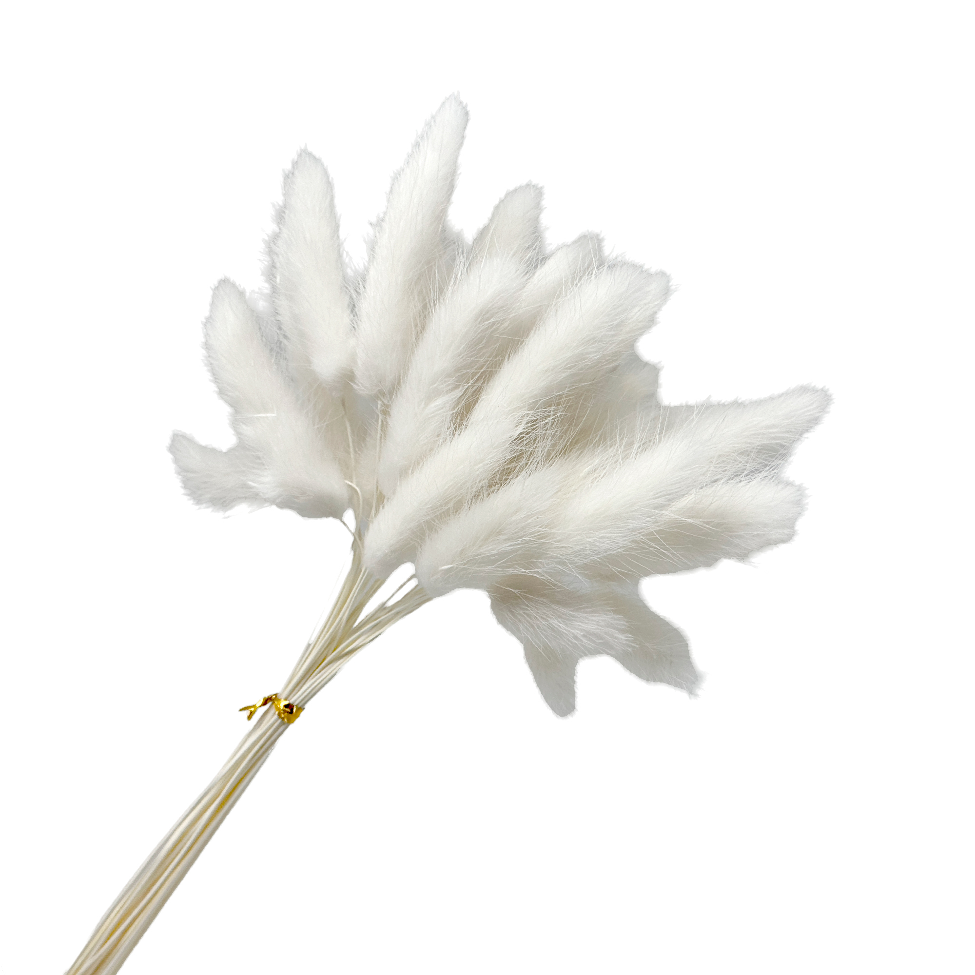 Сухоцветы "Лагурус", H50 см, набор (30 шт) Белый