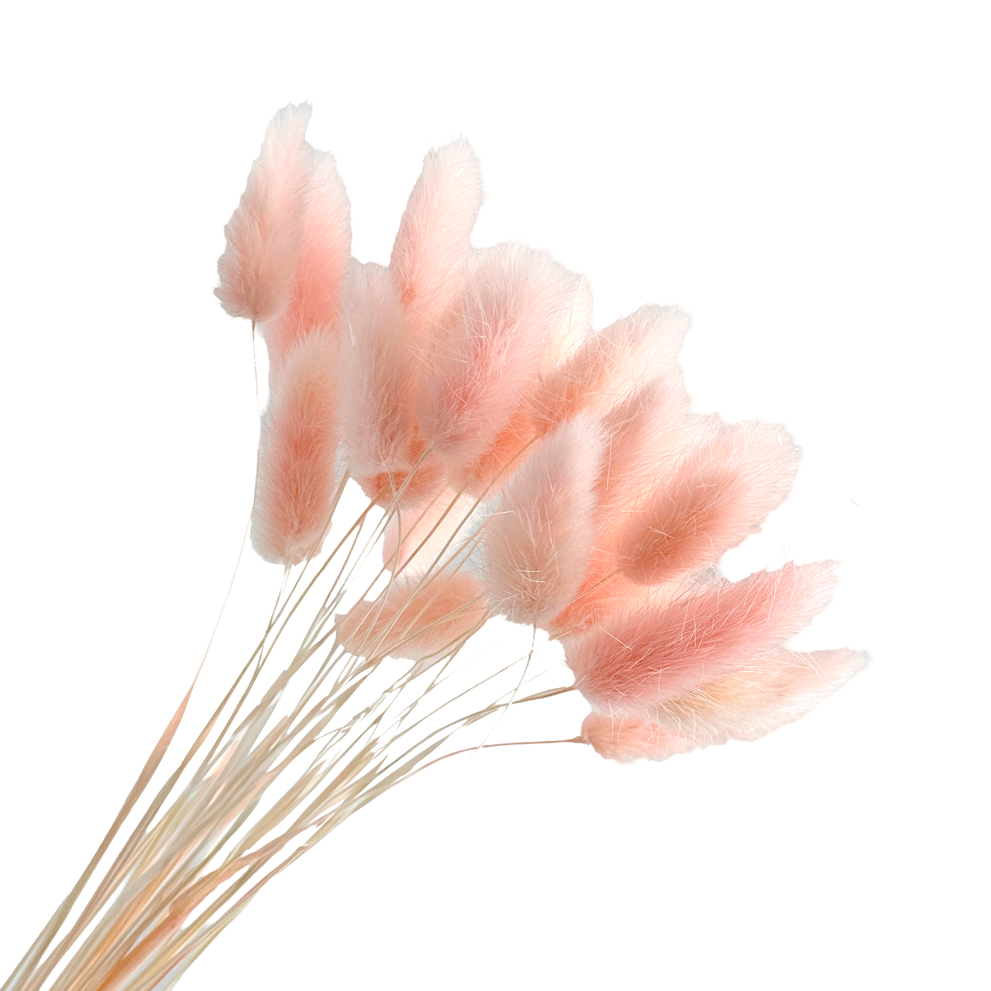 Сухоцветы "Лагурус", H50-60 см, набор (30 шт) Розовый